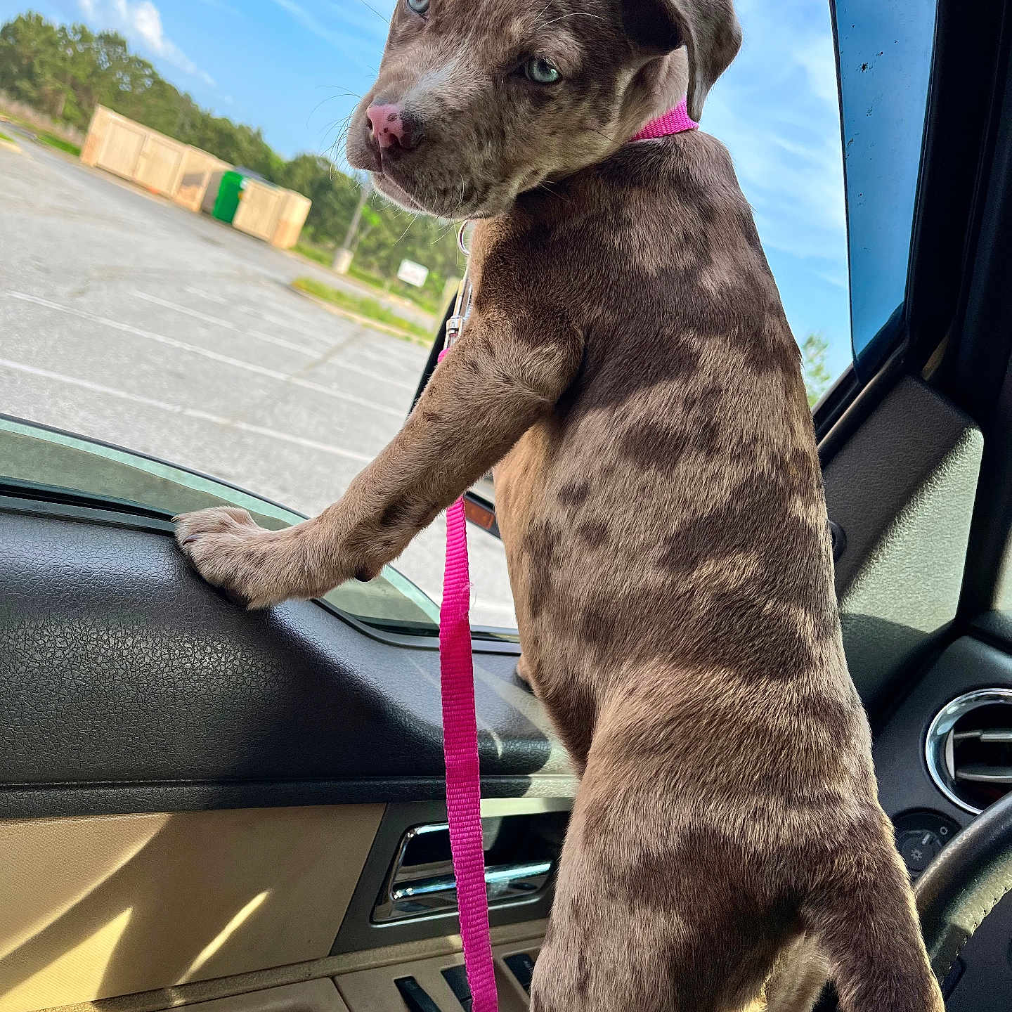 Zii is registered to the contest to win money with this photo: accessories, alloywheel, animal, belt, canine, car, carwheel, dog, hound, labradorretriever, machine, pet, pointer, puppy, spoke, strap, tire, transportation, vehicle, wheel