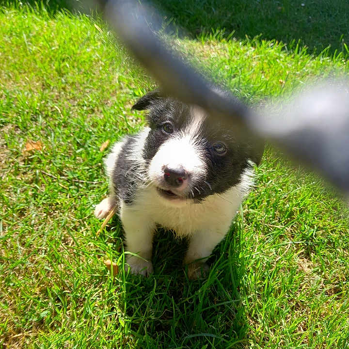 Aiko a rejoint le concours — aidez-le/la à gagner de superbes lots ! animal, black_and_white, canine, curious, cute, daylight, dog, fur, grass, greenery, mammal, nature, outdoor, pet, playful, puppy, sitting, small_dog, sunlight, young_animal