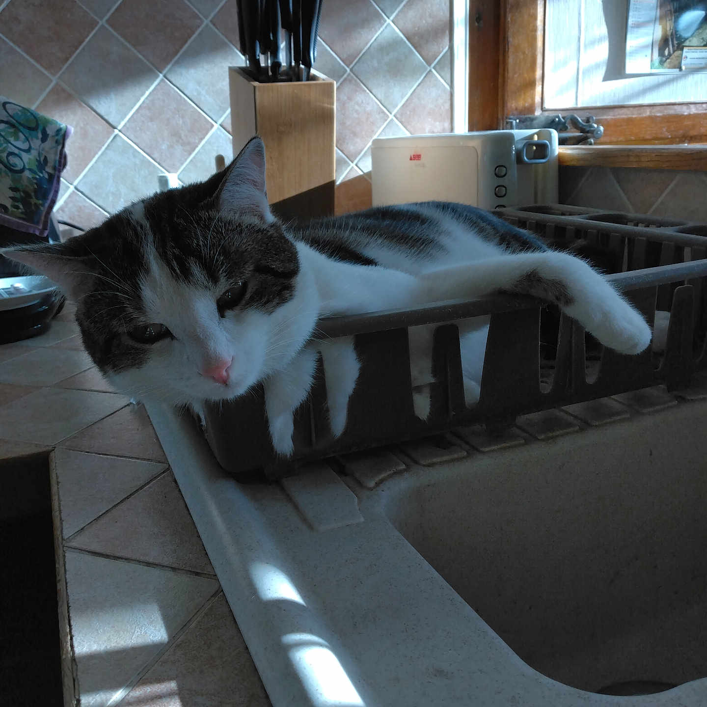 Ulysse a rejoint le concours — aidez-le/la à gagner de superbes lots ! cat, countertop, cozy, dish_rack, domestic, feline, household_item, indoor, kitchen, knife_block, paw, pet, relaxed, resting, shadow, sink, sunlight, tile_wall, white_and_gray, window_light