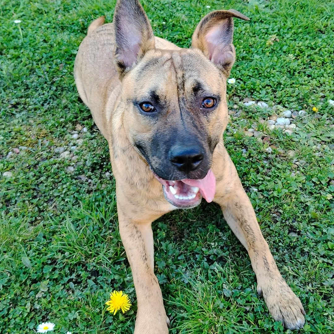Bud participe au concours pour gagner de l'argent avec cette photo : animal, brown, canine, closeup, cute, daylight, dog, ears, flowers, friendly, grass, greenery, happy, lying_down, nature, outdoor, pet, playful, summer, tongue_out