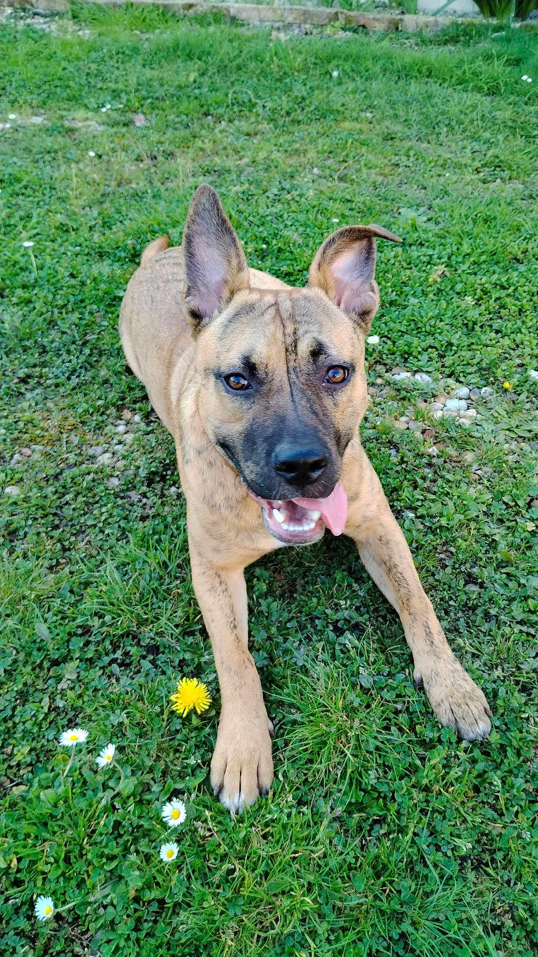 Bud participe au concours pour gagner de l'argent avec cette photo : dog, grass, flowers, playful, tongue_out, ears, outdoor, pet, animal, brown, nature, happy, canine, greenery, summer, daylight, cute, friendly, lying_down, closeup