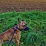 Bud a rejoint le concours — aidez-le/la à gagner de superbes lots ! dog, brindle, leash, grass, field, rural, outdoor, sky, clouds, nature, canine, pet, animal, greenery, landscape, earth, curious, alert, walking, daytime