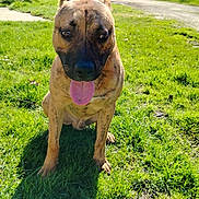Bud participe au concours pour gagner de l'argent avec cette photo : dog, brindle_coat, tongue_out, ears_up, grass, sunny_day, outdoor, animal, pet, canine, nature, greenery, playful, curious, sitting, shadow, background_building, trees, daylight, park