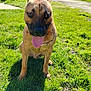 dog, brindle_coat, tongue_out, ears_up, grass, sunny_day, outdoor, animal, pet, canine, nature, greenery, playful, curious, sitting, shadow, background_building, trees, daylight, park
