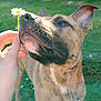 Bud a rejoint le concours — aidez-le/la à gagner de superbes lots ! dog, brindle_coat, flower, daisy, hand, grass, outdoor, pet, animal, sniffing, greenery, house, ears, nose, closeup, daylight, nature, garden, mammal, canine