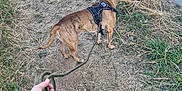 Bud a rejoint le concours — aidez-le/la à gagner de superbes lots ! dog, leash, person, hand, grass, dirt_path, outdoor, harness, brown_dog, brindle, walking, nature, summer, pet, canine, side_view, animal, ground, footpath, leisure
