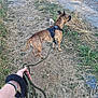 dog, leash, person, hand, grass, dirt_path, outdoor, harness, brown_dog, brindle, walking, nature, summer, pet, canine, side_view, animal, ground, footpath, leisure