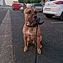 Bud participe au concours pour gagner de l'argent avec cette photo : animal, asphalt, brindle, canine, collar, dog, evening, leash, nature, outdoor, parked_cars, pet, quiet, road, sidewalk, sitting, street, trees, urban, vehicle