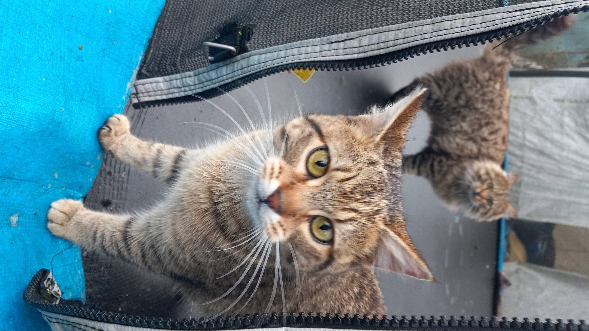 Honey Bean is registered to the contest to win money with this photo: carnivore, cat, claw, domestic_short_haired_cat, fang, felidae, fur, paw, small_to_medium_sized_cats, snout, terrestrial_animal, tree, water, whiskers, wildlife, window