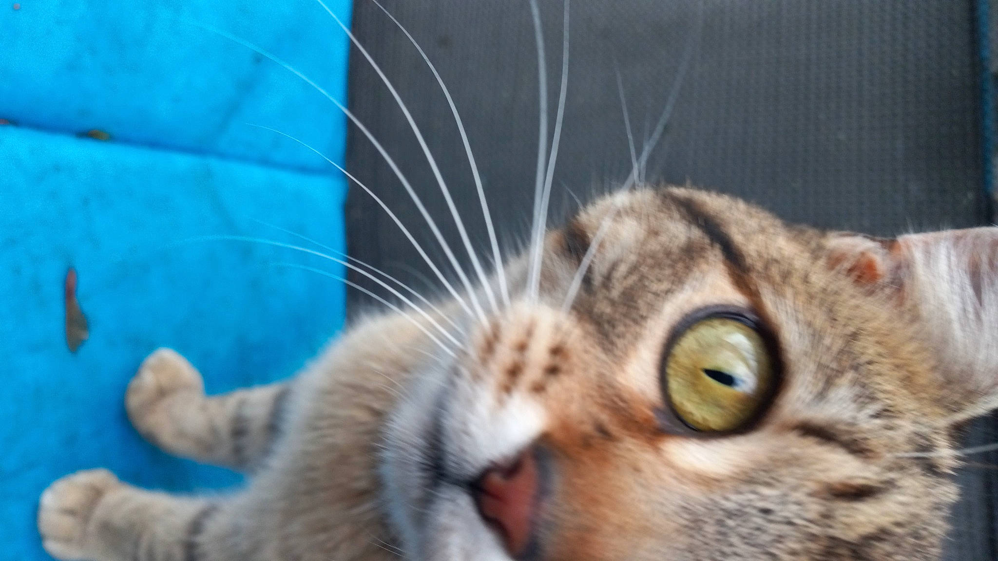 Honey Bean is registered to the contest to win money with this photo: bobcat, carnivore, cat, claw, domestic_short_haired_cat, ear, electric_blue, fawn, felidae, fur, grass, macro_photography, organism, paw, small_to_medium_sized_cats, snout, tail, terrestrial_animal, whiskers, wildlife