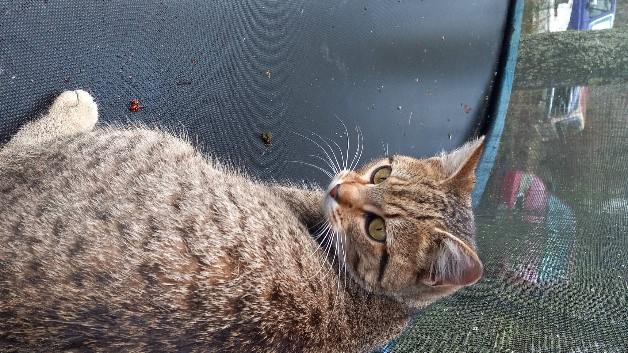 Honey Bean joined the competition — help win amazing prizes! carnivore, cat, claw, comfort, domestic_short_haired_cat, eye, fawn, felidae, fur, grass, head, organism, paw, small_to_medium_sized_cats, snout, tail, terrestrial_animal, water, whiskers, wildlife