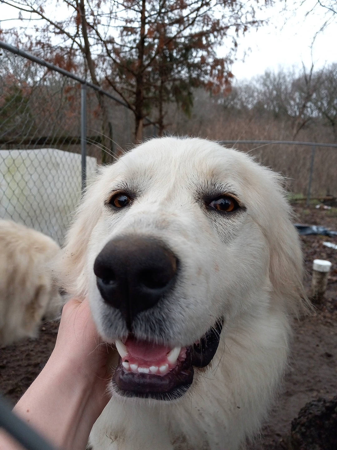 Puff joined the competition — help win amazing prizes! ancient_dog_breeds, canidae, carnivore, companion_dog, dog, dog_breed, fence, fur, livestock_guardian_dog, sky, snout, sporting_group, tree, whiskers, working_animal, working_dog