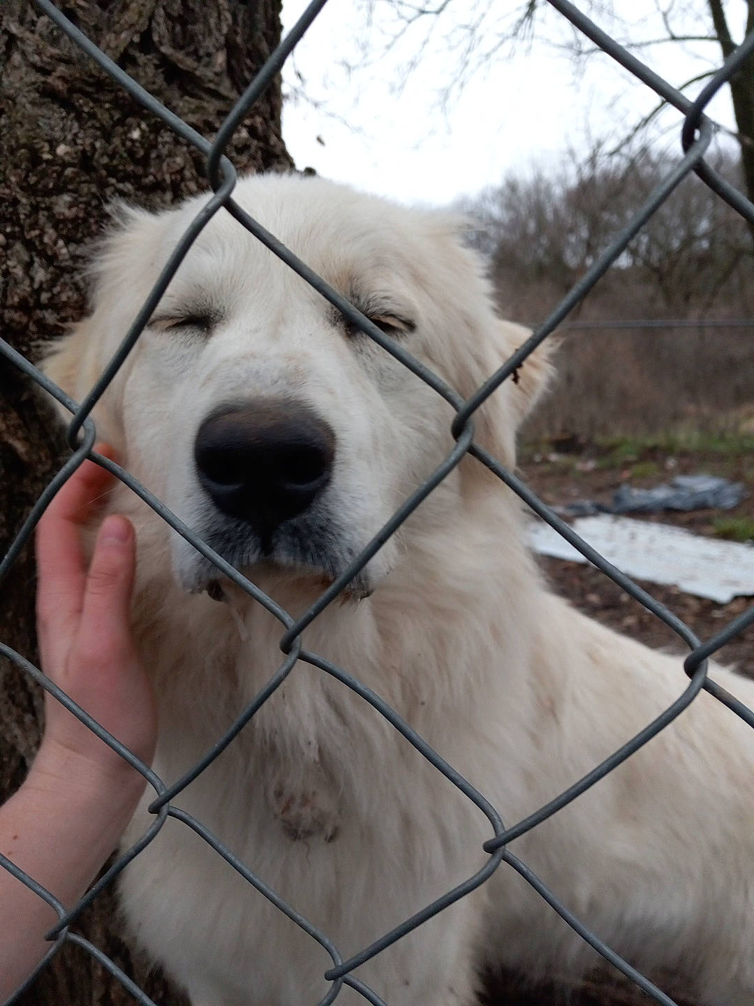 Puff joined the competition — help win amazing prizes! canidae, carnivore, companion_dog, dog, dog_breed, fence, fur, jaw, livestock_guardian_dog, pet_supply, plant, sky, snout, sporting_group, street_dog, terrestrial_animal, tree, whiskers, working_animal, working_dog