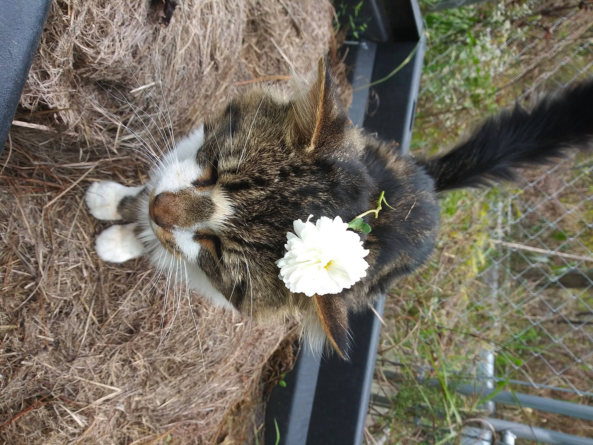 Trump joined the competition — help win amazing prizes! accipitriformes, beak, bird_of_prey, claw, falconiformes, fawn, fur, goat, goat_antelope, goats, grass, hay, livestock, plant, soil, straw, tail, terrestrial_animal, twig, whiskers