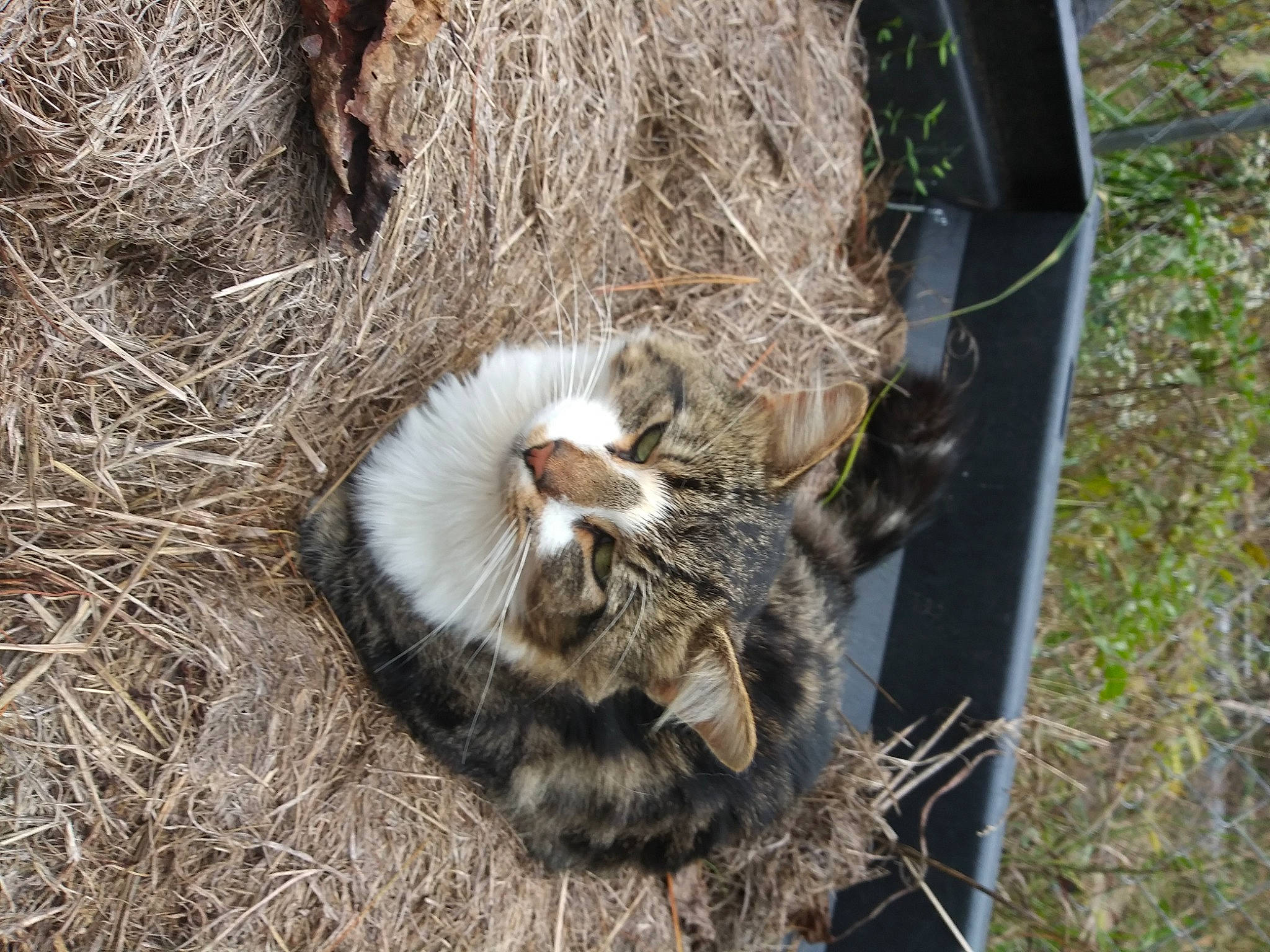 Trump joined the competition — help win amazing prizes! canidae, carnivore, cat, fawn, felidae, fur, grass, natural_material, plant, small_to_medium_sized_cats, snout, soil, sporting_group, tail, terrestrial_animal, trunk, twig, whiskers, wildlife, wood