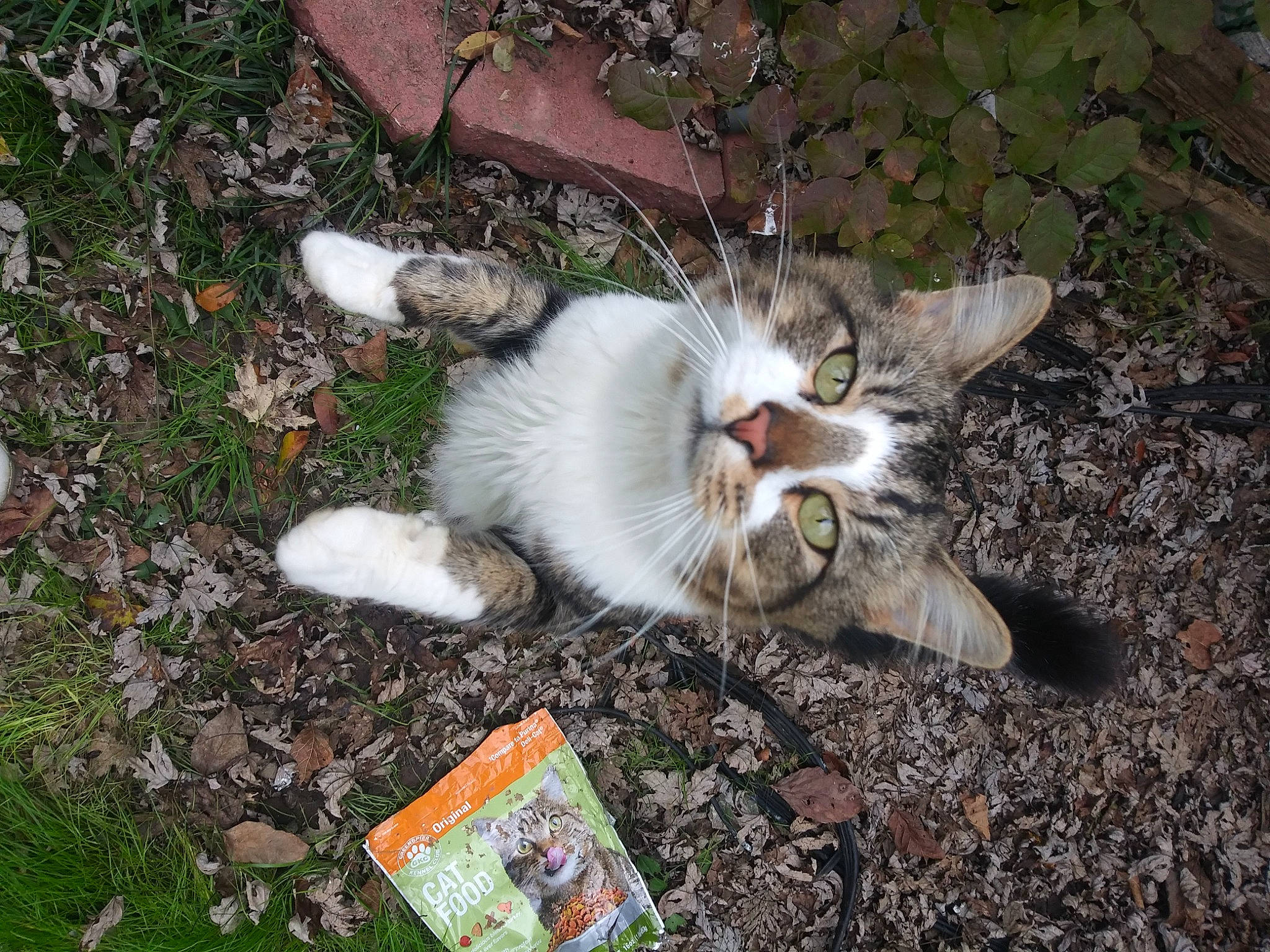 Trump joined the competition — help win amazing prizes! carnivore, cat, claw, domestic_short_haired_cat, fawn, felidae, fur, grass, groundcover, herbaceous_plant, paw, plant, small_to_medium_sized_cats, snout, soil, tail, terrestrial_animal, whiskers