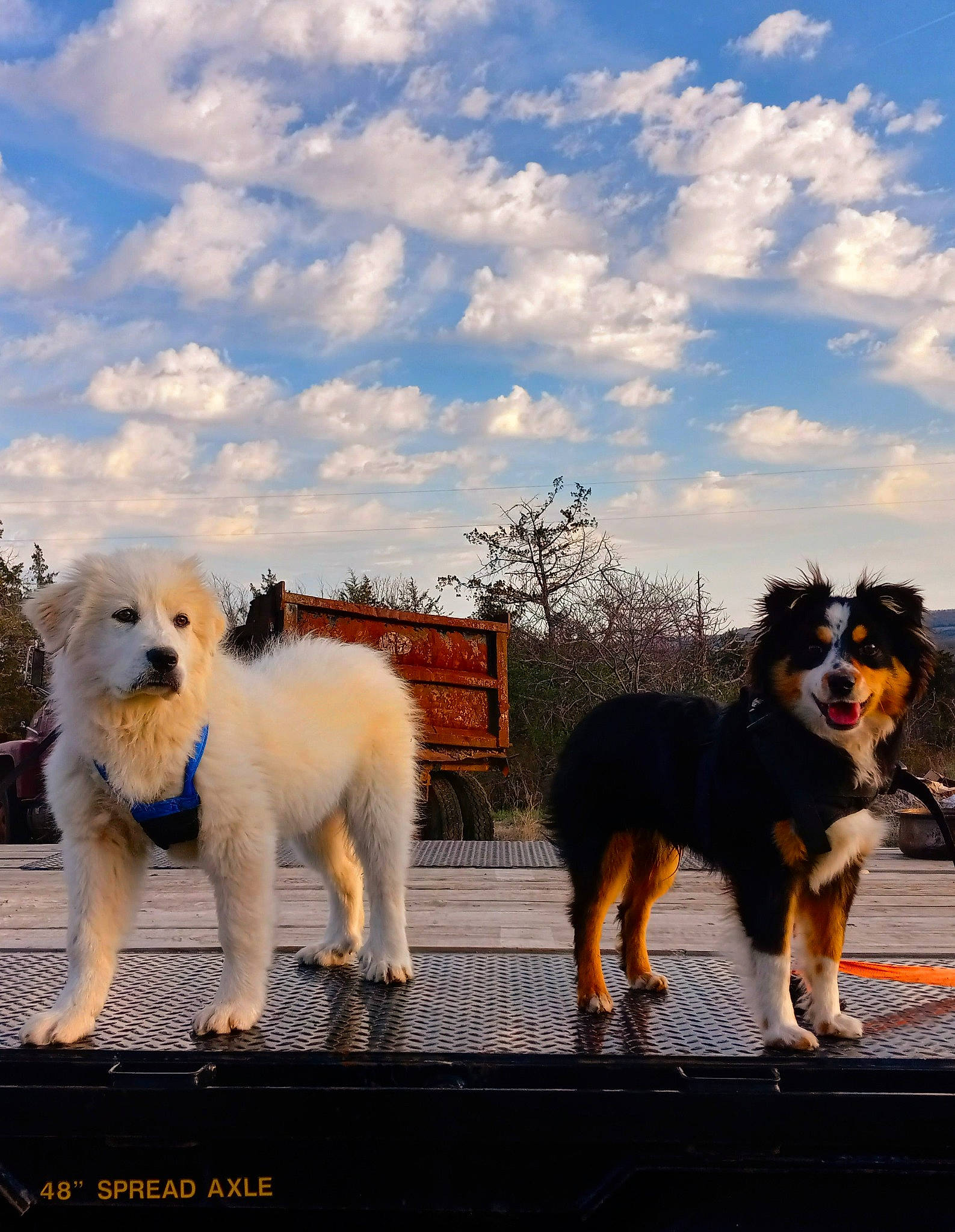 Buddy joined the competition — help win amazing prizes! canidae, carnivore, cloud, companion_dog, dog, dog_breed, fur, giant_dog_breed, herding_dog, mammal, sky, snout, spitz, sporting_group, tail, terrier, tree, vertebrate, working_animal, working_dog