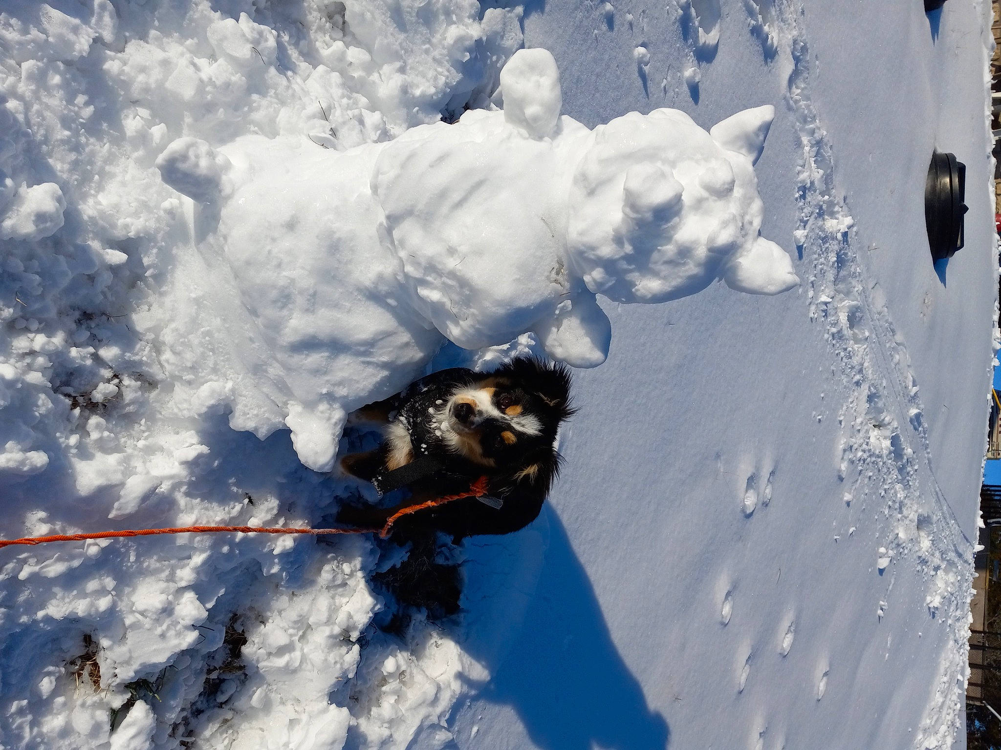 Buddy is registered to the contest to win money with this photo: arctic, cumulus, dog_breed, electric_blue, freezing, frost, fun, geological_phenomenon, glacial_landform, ice, ice_cap, leisure, precipitation, recreation, reflection, shadow, slope, snow, tree, winter