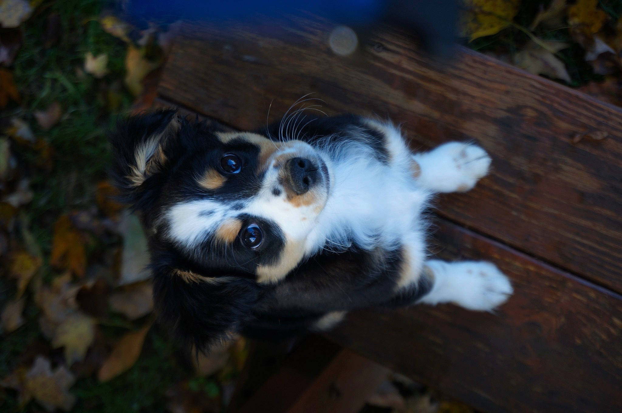 Buddy is registered to the contest to win money with this photo: australian_collie, bernese_mountain_dog, canidae, carnivore, companion_dog, dog, dog_breed, fur, grass, hardwood, herding_dog, plank, plant, snout, sporting_group, terrestrial_animal, whiskers, wildlife, wood, working_dog