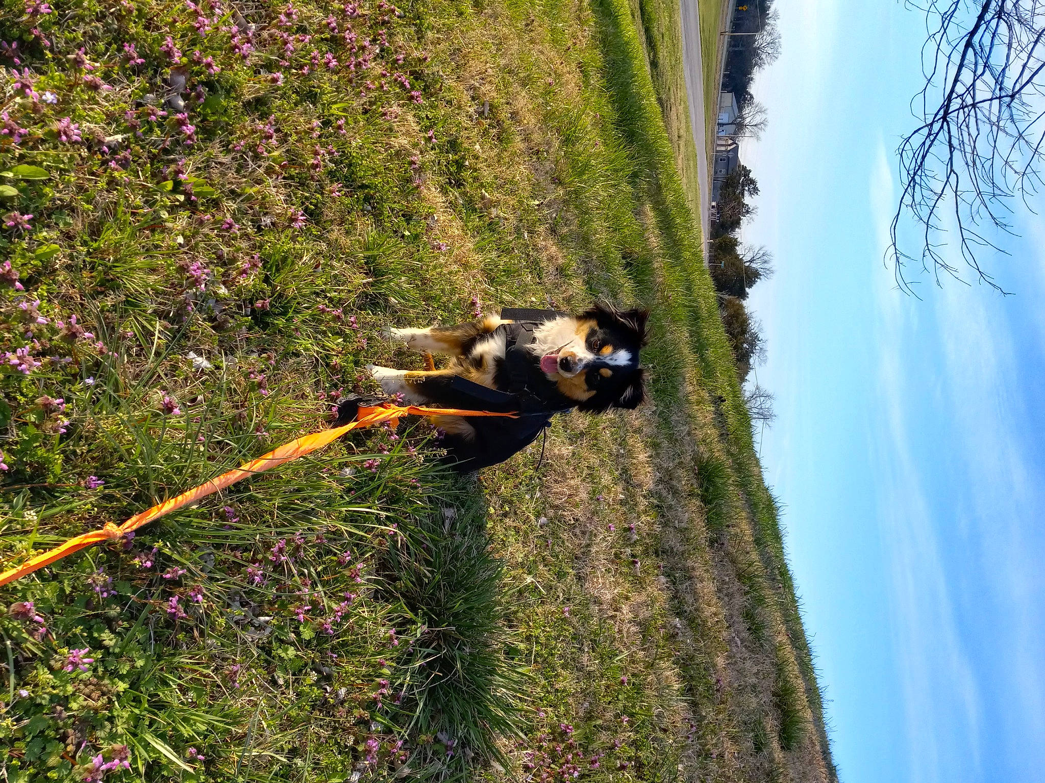 Buddy is registered to the contest to win money with this photo: adventure, biome, branch, cloud, dog, extreme_sport, flower, grass, landscape, leisure, people_in_nature, plant, recreation, sky, slope, tree, trunk, vegetation, wood, woody_plant