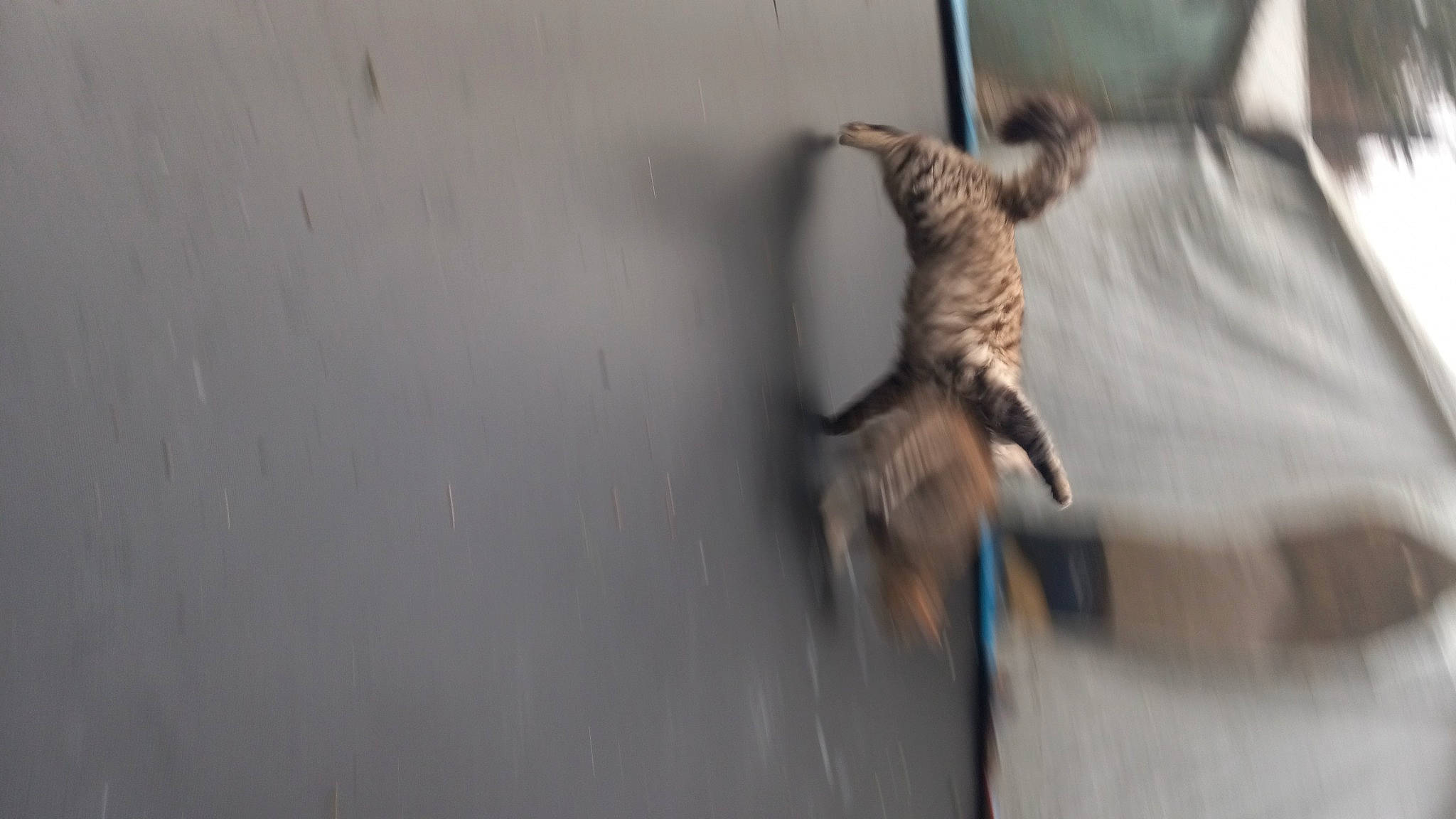 Bubba joined the competition — help win amazing prizes! bat, beak, bird, canidae, carnivore, cat, claw, falconiformes, fawn, feather, felidae, fur, small_to_medium_sized_cats, snout, tail, terrestrial_animal, whiskers, wildlife, wing, wood