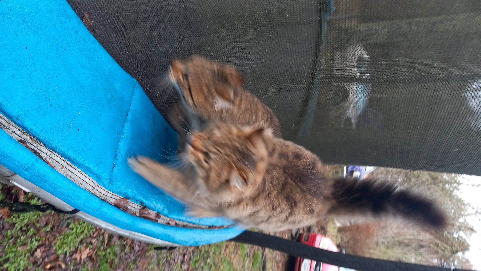 Bubba joined the competition — help win amazing prizes! canidae, carnivore, cat, claw, collar, companion_dog, dog_breed, domestic_short_haired_cat, electric_blue, fawn, felidae, fur, hood, liver, pet_supply, small_to_medium_sized_cats, snout, sporting_group, tail, whiskers