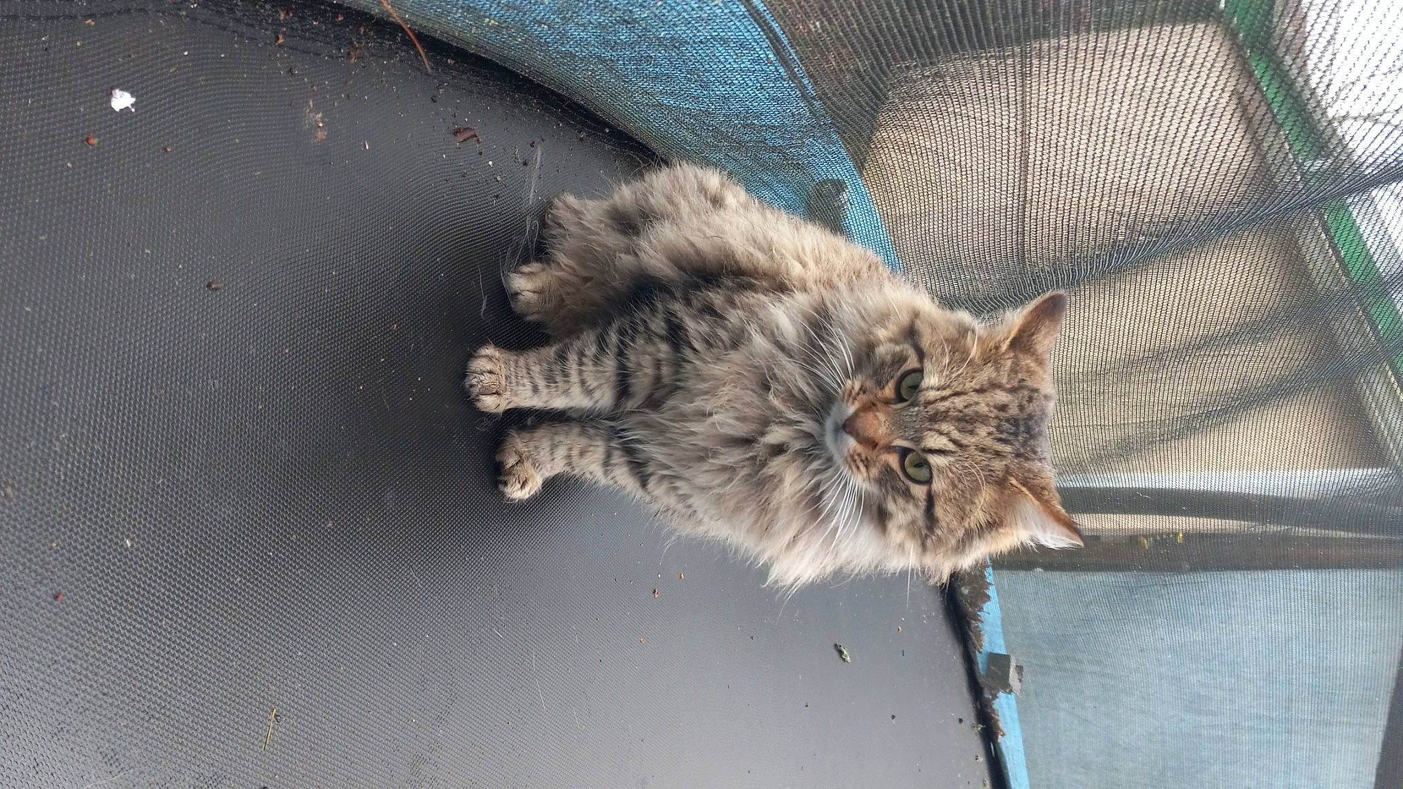 Bubba is registered to the contest to win money with this photo: british_longhair, carnivore, cat, claw, domestic_short_haired_cat, fawn, felidae, fur, grey, maine_coon, paw, small_to_medium_sized_cats, snout, tail, terrestrial_animal, whiskers, window