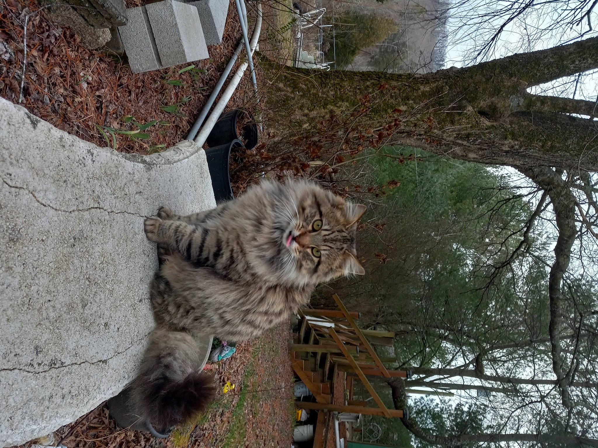 Bubba is registered to the contest to win money with this photo: carnivore, cat, domestic_short_haired_cat, felidae, fur, grass, plant, road_surface, sky, small_to_medium_sized_cats, soil, tail, terrestrial_animal, tree, trunk, twig, whiskers, window, winter, wood