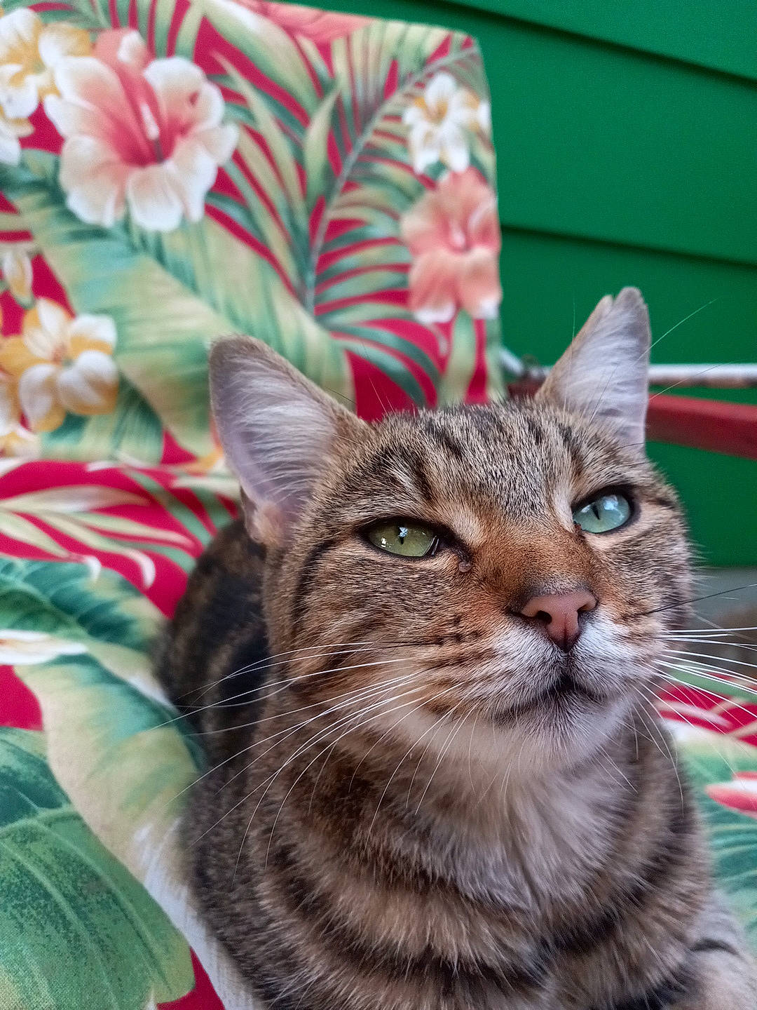 Beanie is registered to the contest to win money with this photo: carnivore, cat, close_up, domestic_short_haired_cat, event, felidae, fur, grass, linens, pattern, petal, plant, small_to_medium_sized_cats, snout, terrestrial_animal, tree, whiskers, wildlife