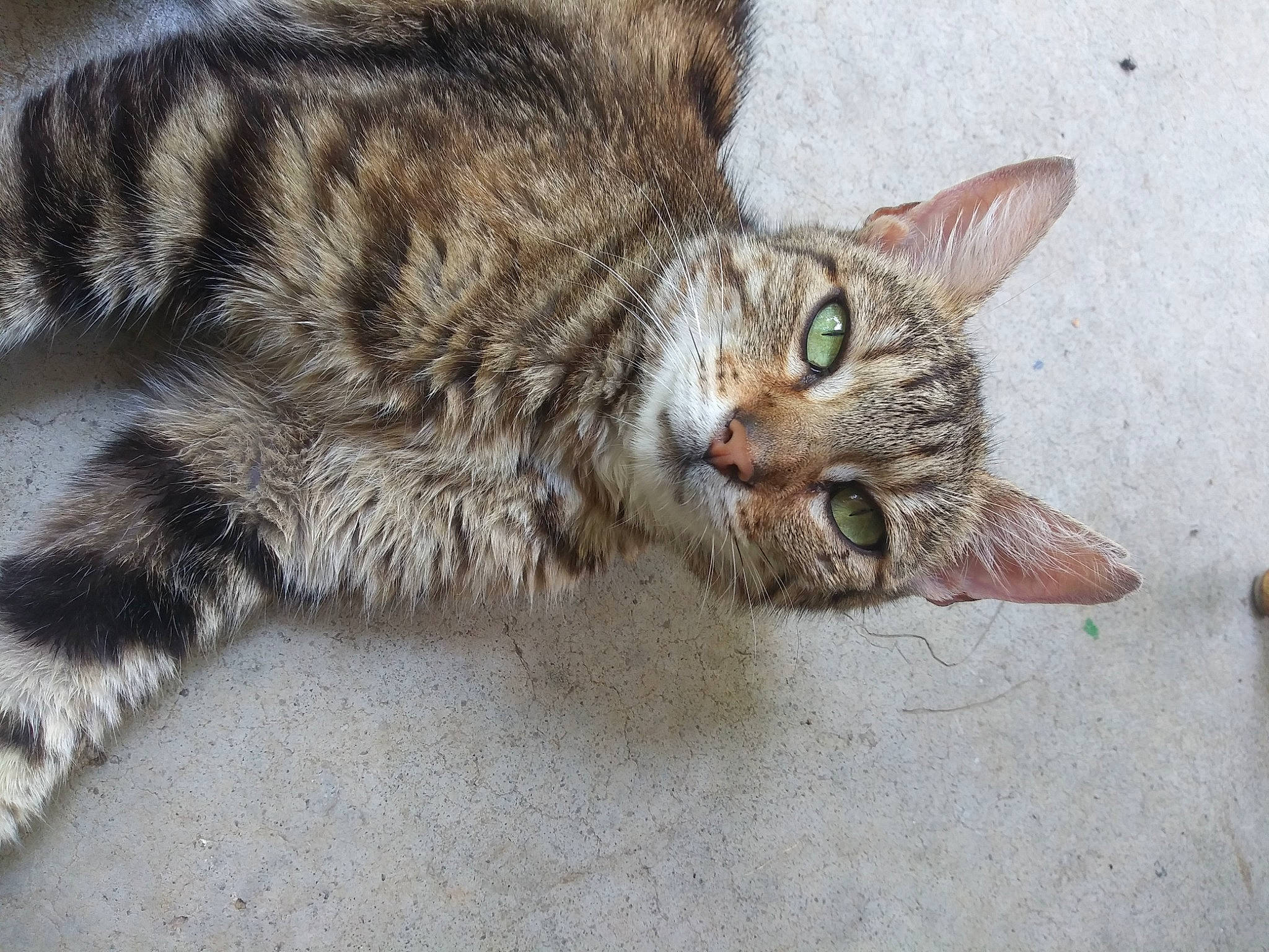 Beanie joined the competition — help win amazing prizes! carnivore, cat, claw, domestic_short_haired_cat, felidae, fur, paw, small_to_medium_sized_cats, snout, tail, terrestrial_animal, whiskers