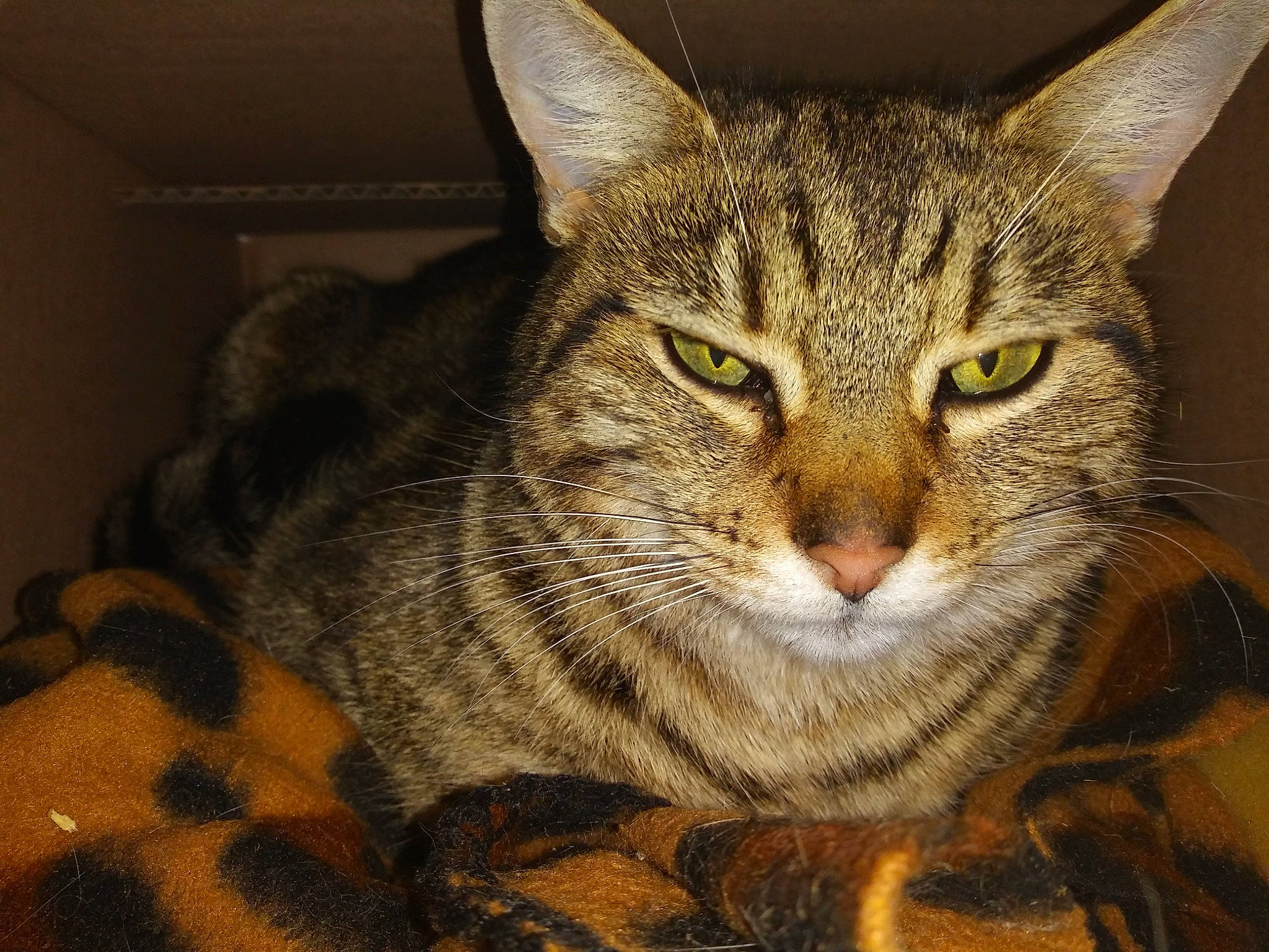 Beanie joined the competition — help win amazing prizes! carnivore, cat, domestic_short_haired_cat, eye, felidae, fur, paw, small_to_medium_sized_cats, terrestrial_animal, tree, whiskers, wildlife