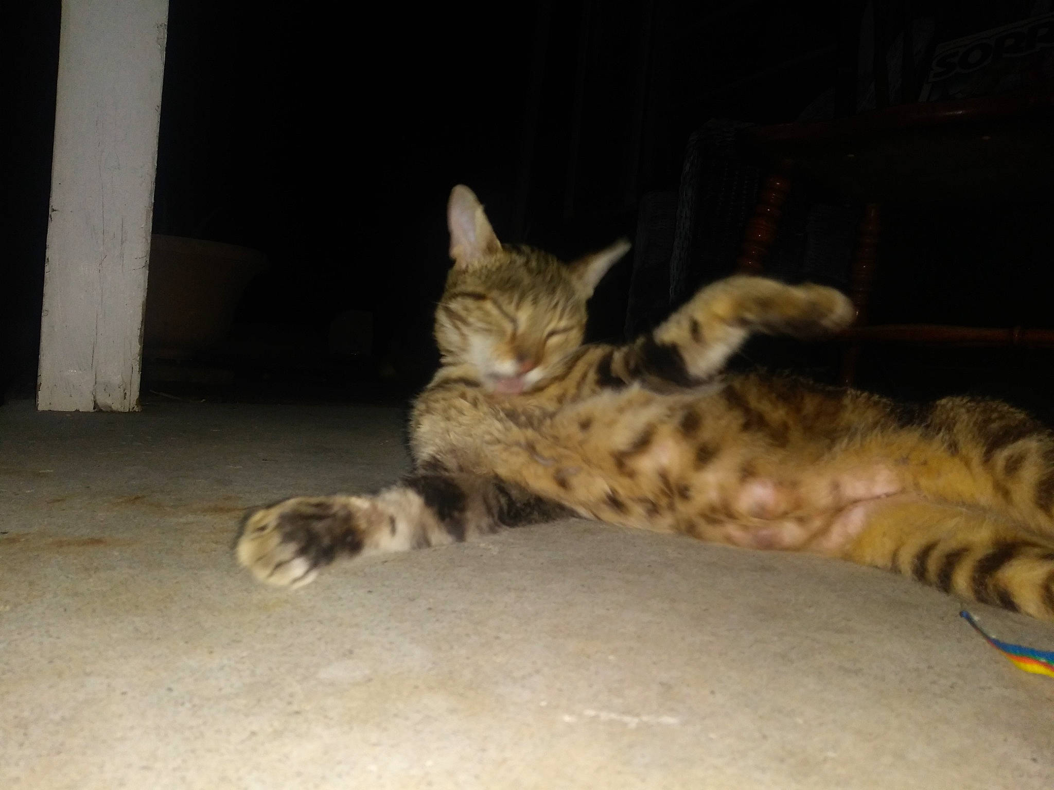 Beanie is registered to the contest to win money with this photo: carnivore, cat, claw, comfort, darkness, domestic_short_haired_cat, fawn, felidae, fur, paw, small_to_medium_sized_cats, snout, tail, terrestrial_animal, whiskers, wildlife, wood