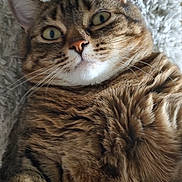 Ely And Angel is registered to the contest to win money with this photo: cat, tabby, fur, whiskers, close_up, pet, animal, wide_eyes, curious, lying_down, soft_texture, indoor, cute, mammal, feline, portrait, domestic_cat, striped, relaxed, face