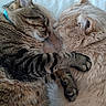 Ely And Angel is registered to the contest to win money with this photo: cat, tabby_cat, orange_cat, sleeping, snuggling, pets, fur, whiskers, ears, paw, close_up, bed, blanket, cozy, resting, domestic_animal, companion, cute, animal, relaxation