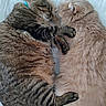 Ely And Angel is registered to the contest to win money with this photo: cat, feline, sleeping, snuggling, cozy, fur, tabby, striped, orange_cat, pet, animal, cute, domestic_animal, resting, close_up, indoor, bed, blanket, paw, friendship