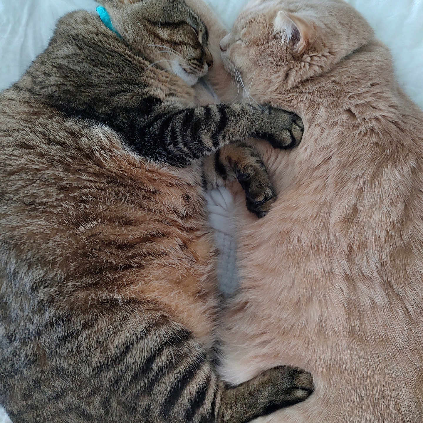 Ely And Angel is registered to the contest to win money with this photo: cat, feline, sleeping, snuggling, cozy, fur, tabby, striped, orange_cat, pet, animal, cute, domestic_animal, resting, close_up, indoor, bed, blanket, paw, friendship