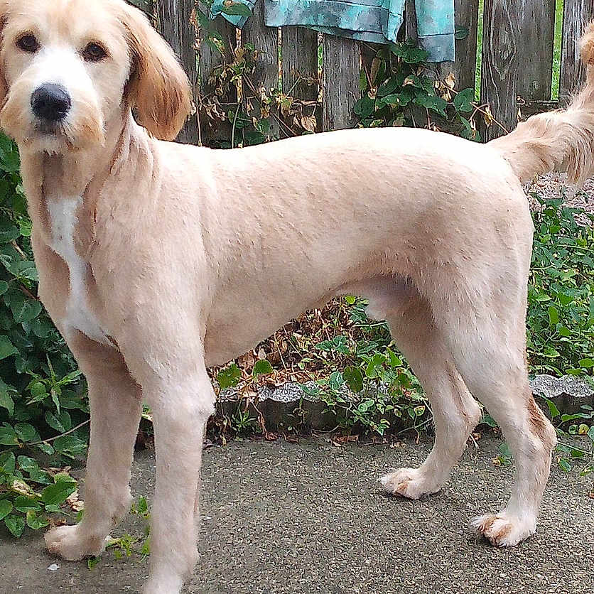 Simba joined the competition — help win amazing prizes! alert, animal, backyard, canine, concrete, curious, dog, domestic_animal, fence, fluffy_tail, garden, golden, greenery, groomed, nature, outdoor, pet, plants, side_view, standing