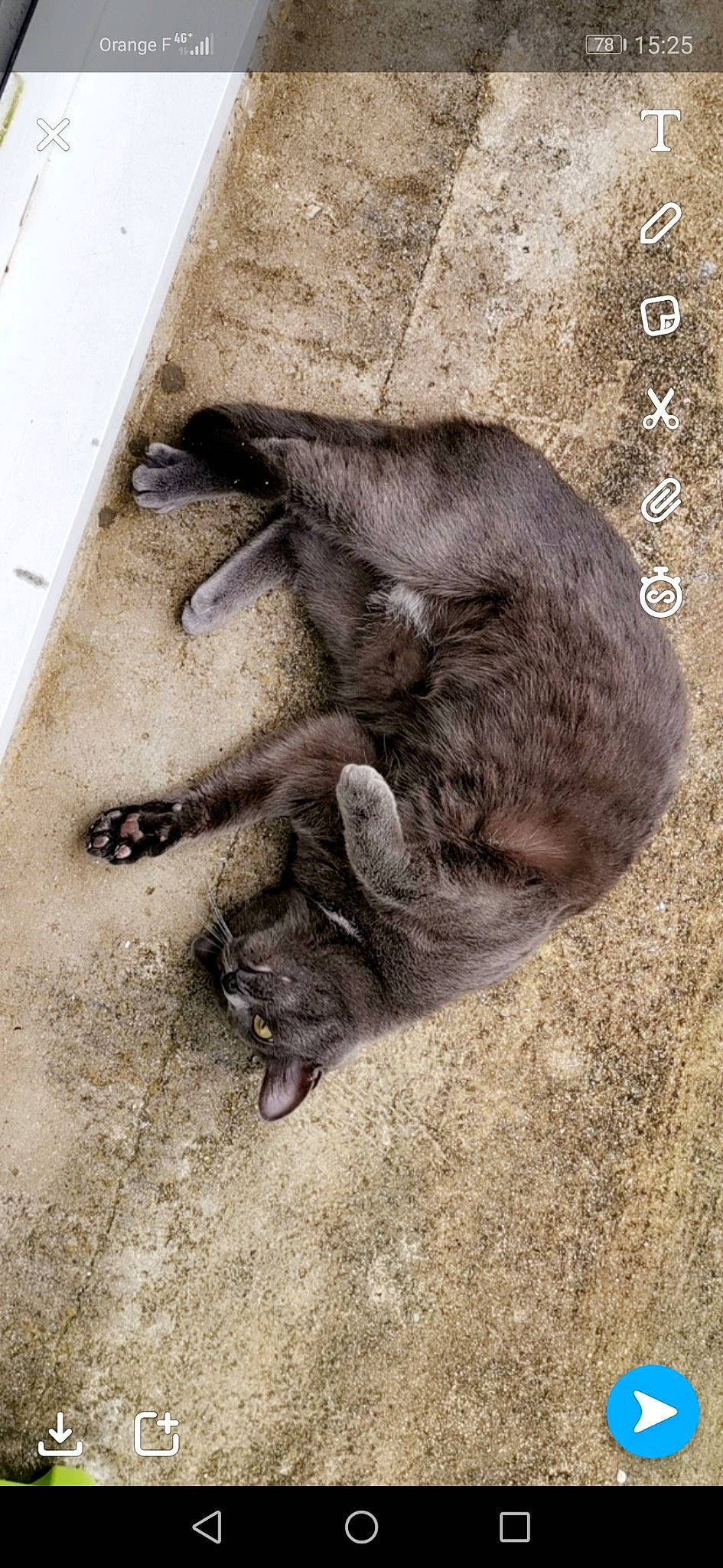 Lya participe au concours pour gagner de l'argent avec cette photo : carnivore, cat, claw, felidae, paw, russian_blue, sleep, small_to_medium_sized_cats, snout, tail