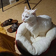 Booba participe au concours pour gagner de l'argent avec cette photo : cat, pet_bed, indoor, carpet, white_cat, brown_sandals, yellow_blanket, furniture_leg, cozy, animal, domestic, feline, resting, soft, plush, floor, side_view, warm_lighting, quiet, comfortable