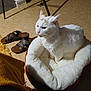 cat, pet_bed, indoor, carpet, white_cat, brown_sandals, yellow_blanket, furniture_leg, cozy, animal, domestic, feline, resting, soft, plush, floor, side_view, warm_lighting, quiet, comfortable