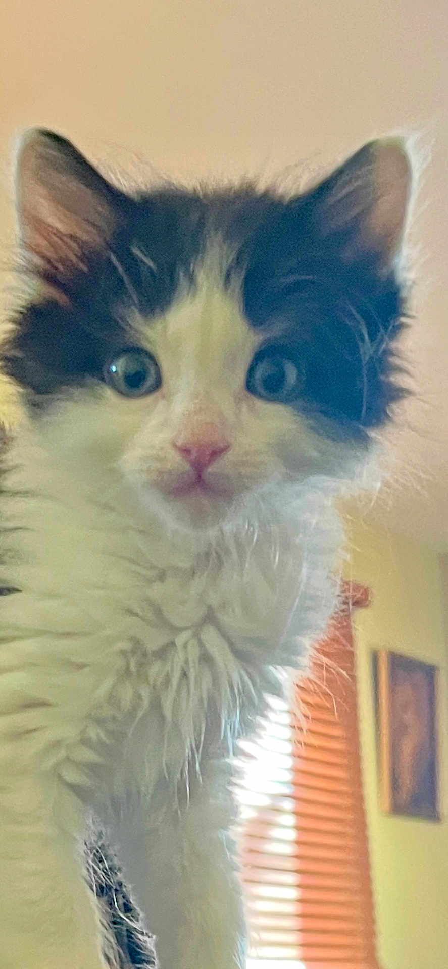 Panda joined the competition — help win amazing prizes! kitten, cat, fluffy, black_and_white, indoor, close_up, pet, animal, fur, whiskers, cute, curious, face, ears, eyes, domestic_cat, soft_light, window_blinds, portrait, young