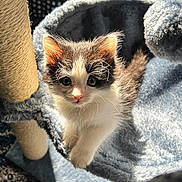 Panda is registered to the contest to win money with this photo: kitten, cat, pet, feline, cute, fur, whiskers, animal, indoor, sunlight, cozy, blue, cat_tree, soft, curious, young, playful, domestic, adorable, small