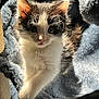 Panda is registered to the contest to win money with this photo: kitten, cat, animal, pet, furry, whiskers, soft, cute, cozy, bed, blue, sunlight, indoor, young, small, fur, ears, face, resting, adorable