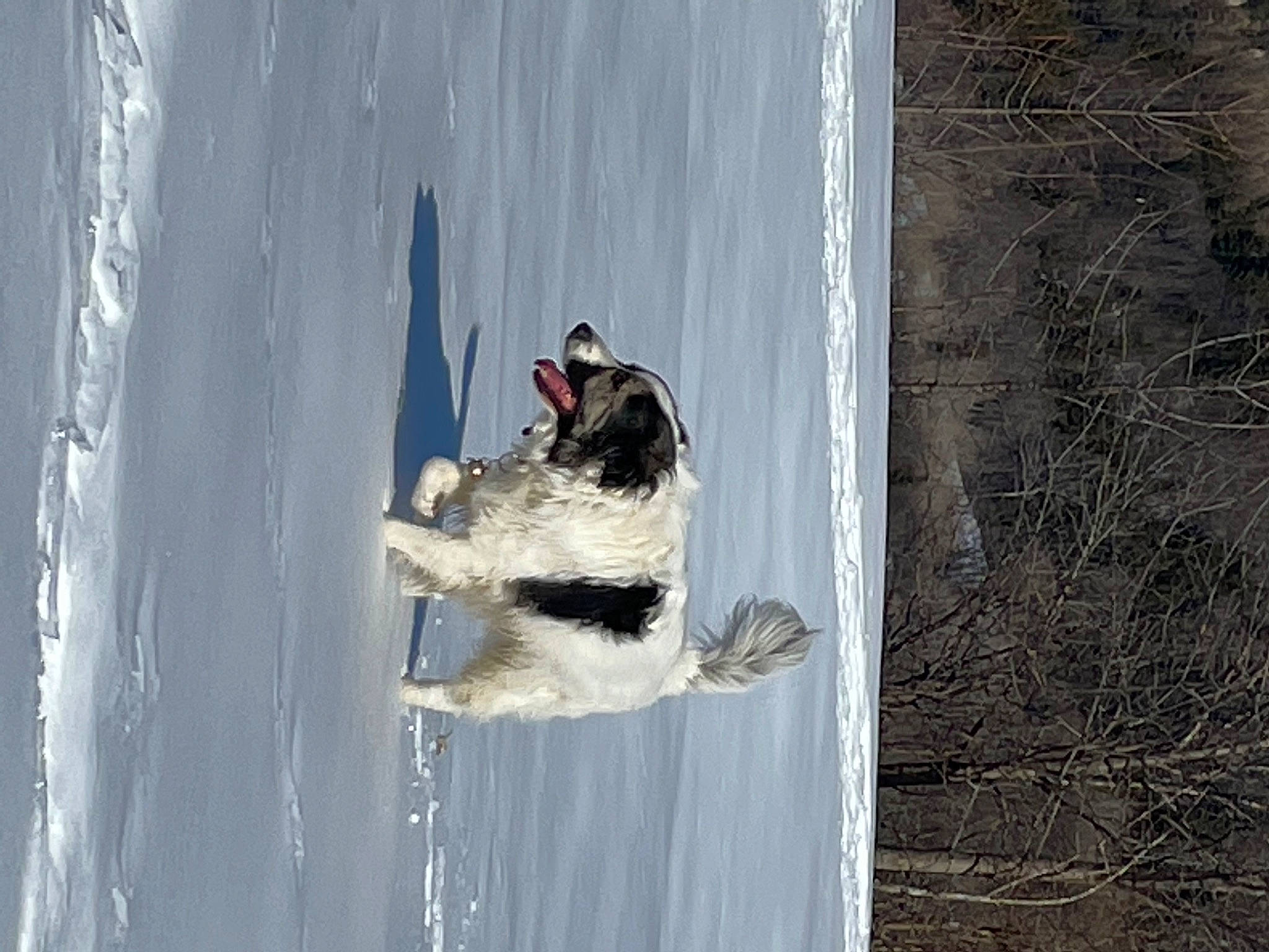 Rio participe au concours pour gagner de l'argent avec cette photo : _geese_and_swans, beak, bird, canidae, dog_breed, ducks, freezing, lake, plant, recreation, reflection, seabird, snow, sporting_group, tree, water, water_bird, waterfowl, wildlife, winter