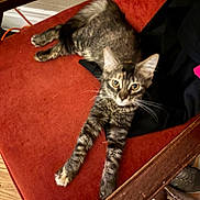 Pepper joined the competition — help win amazing prizes! cat, tabby, chair, furniture, indoor, pet, animal, wooden_floor, clothing, shoes, curious, stretching, domestic, fur, whiskers, ears, eyes, relaxed, home, cozy