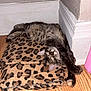 animal, blanket, cat, corner, cozy, cute, domestic, ears, floor, fur, indoor, leopard_print, paws, pet, relaxing, resting, sleeping, tabby, whiskers, wood_floor