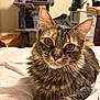 animal, bed, cat, cat_tree, closeup, curious, cute, domestic, ears, eyes, feline, fur, household, indoor, mammal, pet, relaxed, resting, tabby, whiskers