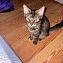 animal, bedspread, cat, curious, cute, domestic, ears, fabric, floor, furniture, green_eyes, household, indoor, kitten, pet, small, tabby, tail, whiskers, wooden_floor