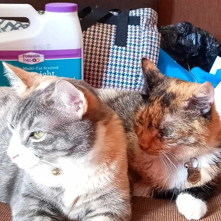 Chi Chi And Smokey