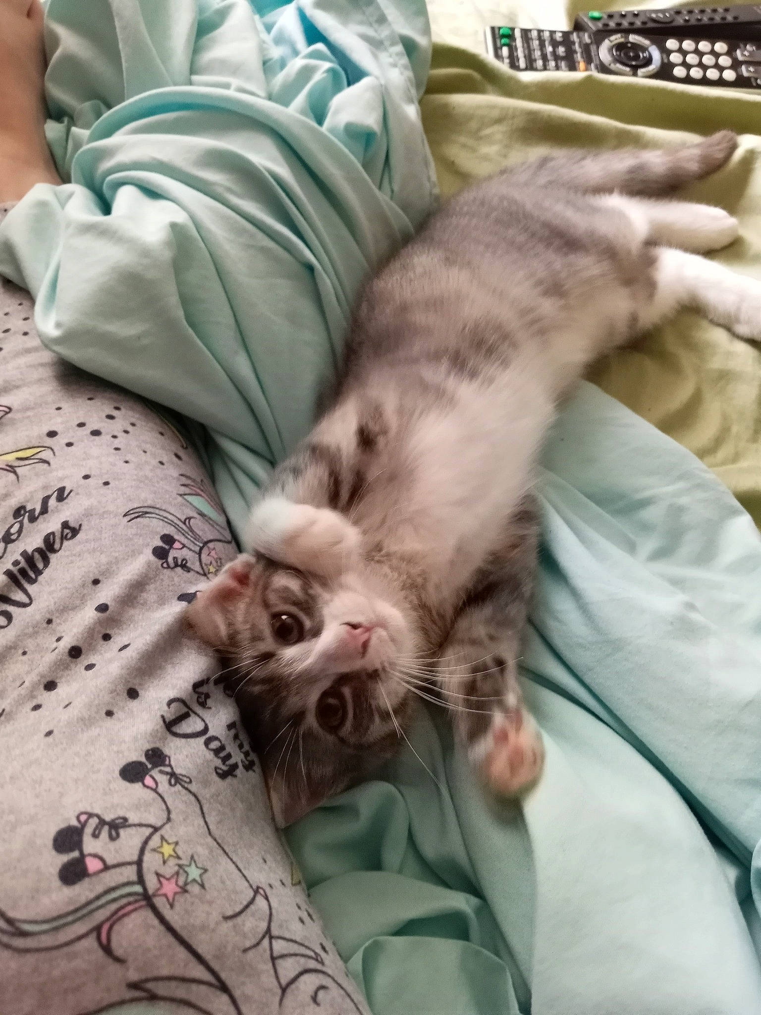 Smokey is registered to the contest to win money with this photo: bed, bed_sheet, bedding, carnivore, cat, claw, comfort, domestic_short_haired_cat, felidae, flesh, fur, human_leg, linens, nap, pattern, paw, room, small_to_medium_sized_cats, tail, whiskers